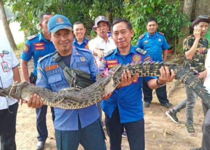 Damkar Tulang Bawang Evakuasi Buaya yang Masuk Keramba Apung Warga