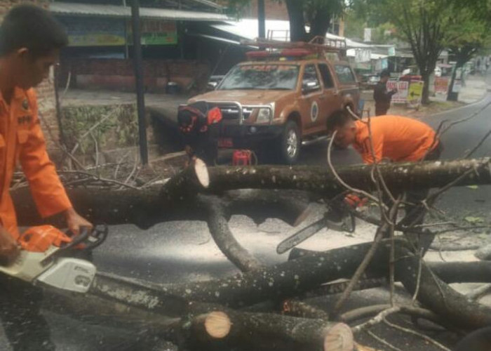 Hingga September, Bandar Lampung Ditimpa 111 Bencana Alam, dari Pohon Tumbang Hingga Banjir