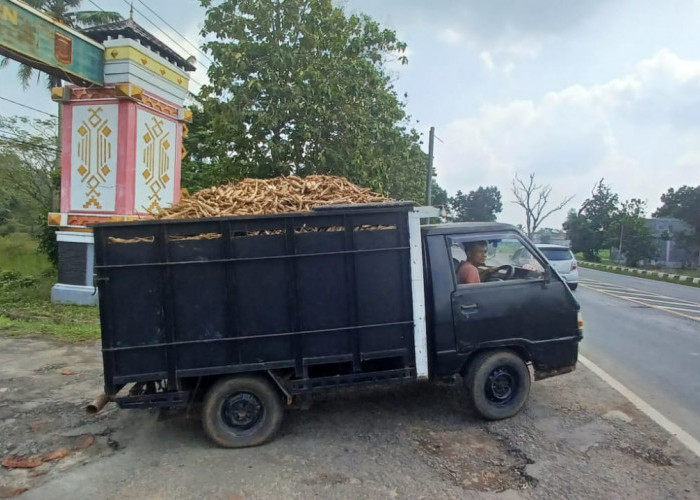 Alhamdulillah Harga Singkong di Lampung Naik, Segini Sekarang