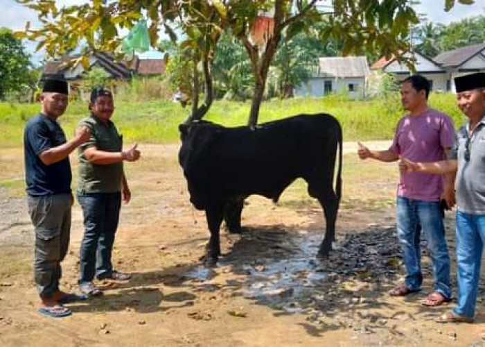 Hewan Kurban di Kabupaten Mesuji Tembus 2.174 Ekor, Ini Rinciannya