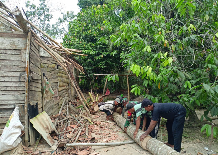 Sedih, Rumah Papan Warga Mesuji Rusak Parah Tertimpa Pohon Kelapa