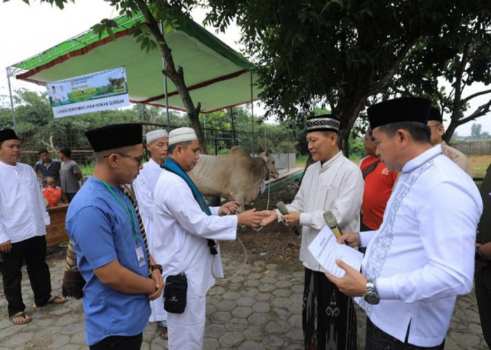 Sembelih 102 Ekor Hewan Ternak, Pj Bupati Tulang Bawang Qudrotul Ikhwan Ungkap Makna Idul Adha