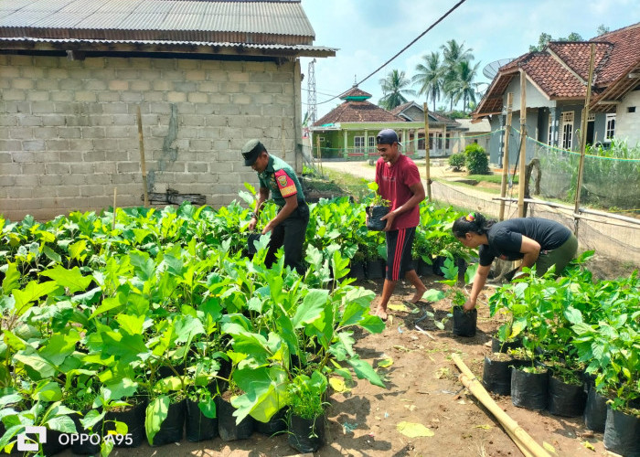 Tingkatkan Ketahanan Pangan Nasional, Babinsa Tulang Bawang Dampingi Aparatur Kampung Beri Bantuan Bibit Warga