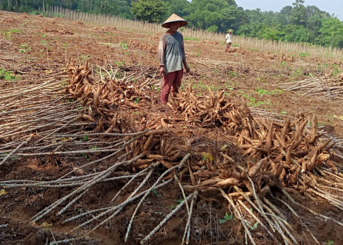 Alhamdulillah Harga Singkong di Mesuji Naik, Petani Langsung Mulai Proses Panen