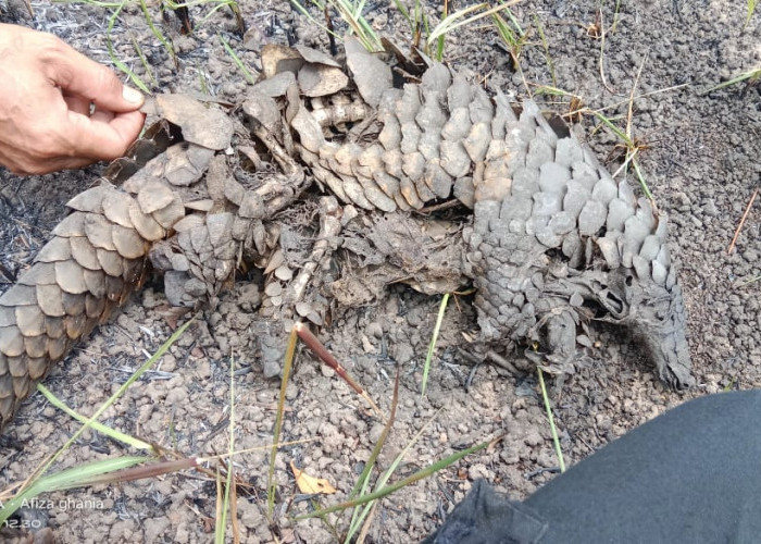 Hutan Taman Nasional Way Kambas Terbakar, Sejumlah Satwa Liar Mati, Ini Dugaan Penyebab Kebakaran