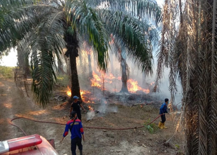 Kasus Kebakaran di Tulang Bawang Meningkat Dua Kali Lipat, Ini Penyebabnya