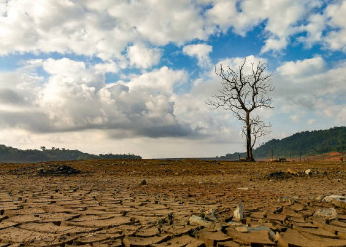 Melihat Dampak Kemarau di Mesuji Lampung, dari Gagal Panen Hingga Warga Kesulitan Air Bersih