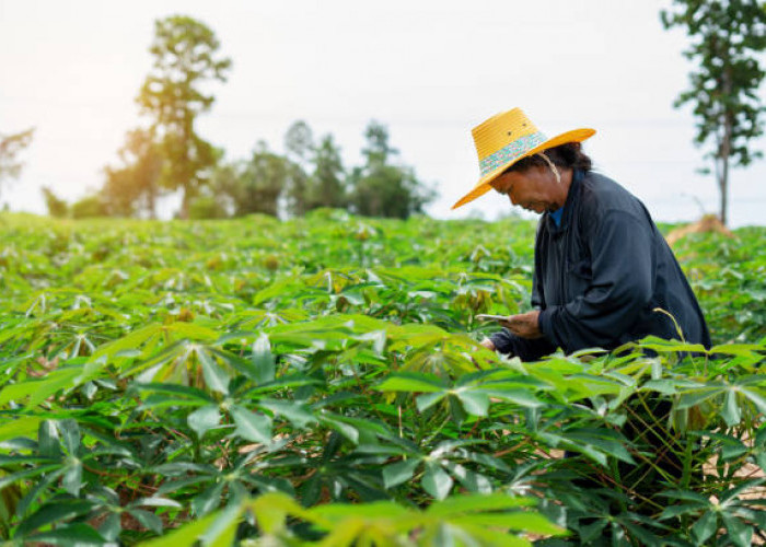 Harga Singkong Mesuji Turun, Petani Ogah Memanen