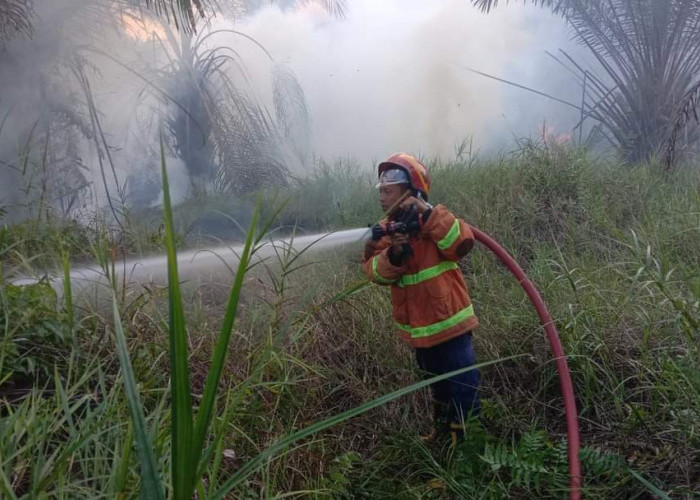 60 Hektare Lahan Perkebunan Sawit Mesuji Milik Salah Satu Perusahaan Terbakar