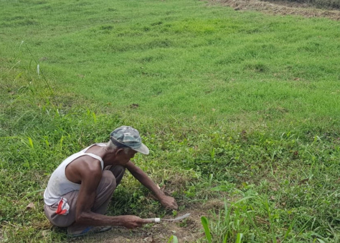 Masuki Musim Kemarau, Peternak di Bumi Nabung Lampung Tengah Mulai kesulitan Cari Rumput