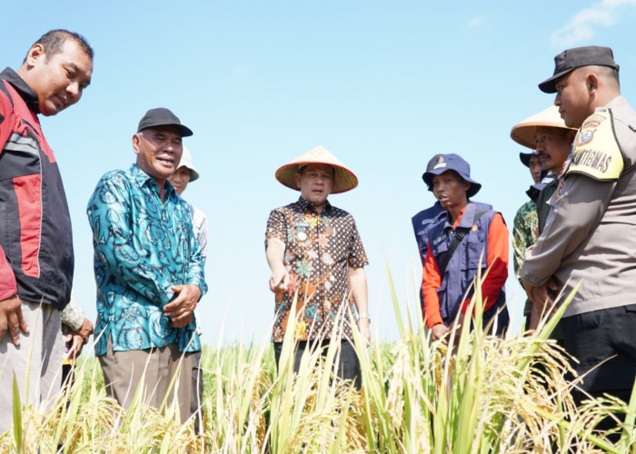 Hadapi Dampak El Nino, Pj Bupati Tulang Bawang Barat Firsada Sarankan Hal Penting Ini Untuk Petani