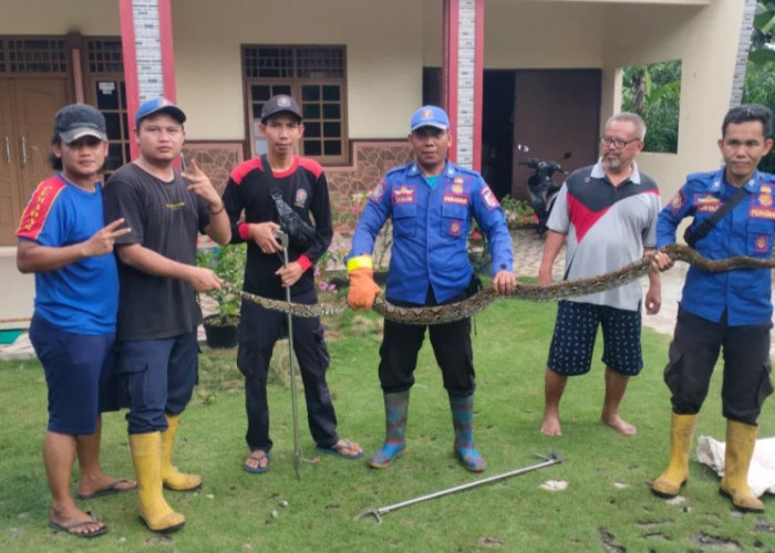 Ngeri, Ular Piton Sepanjang 4 Meter Makan 2 Ayam Warga Tulang Bawang dan Masuk Rumah