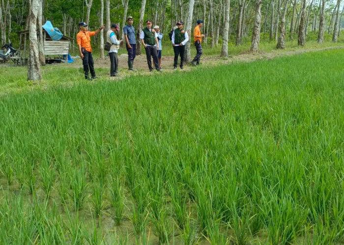 Berpotensi Alami Kekeringan, BPBD Mesuji Tinjau Wilayah Persawahan Ini