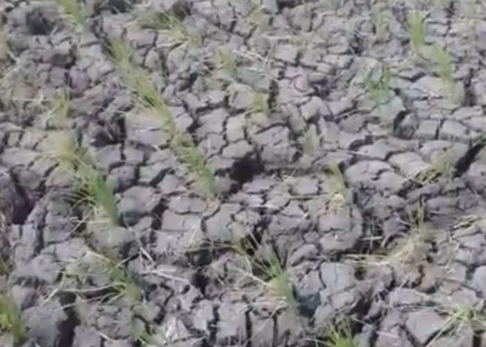 Dampak El Nino, Lahan Sawah Jadi Kering, Petani Manfaatkan Untuk Hal Ini
