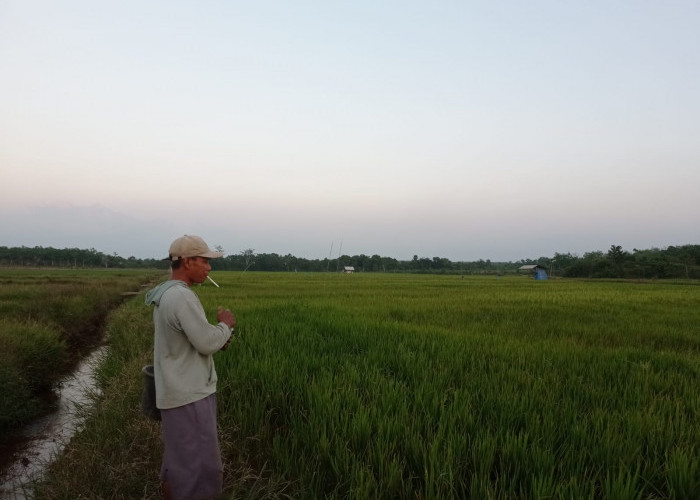 Masuki Musim Kemarau, Petani Padi Mesuji Kesulitan Air, Terancam Gagal Panen