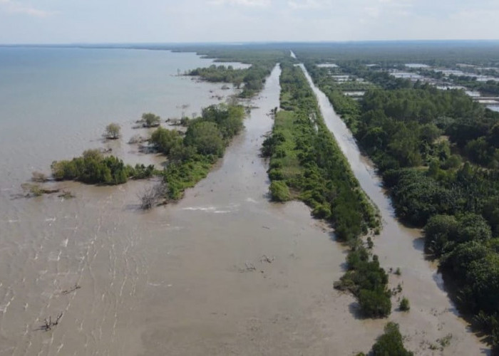 Petambak Dipasena Tulang Bawang Ngeluh, Green Belt Rusak Akibat Tambak Liar dan Abrasi