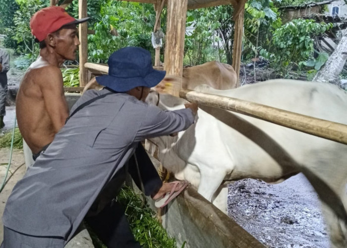 Ribuan Ternak di Tulang Bawang Disuntik Vaksin LSD, Ini Pentingnya