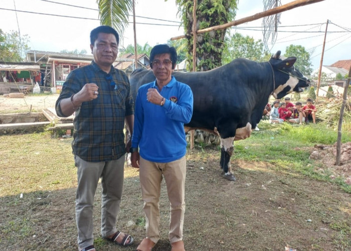 Penampakan Sapi Kurban Presiden Jokowi Untuk Mesuji, Beratnya Hingga 900 kg