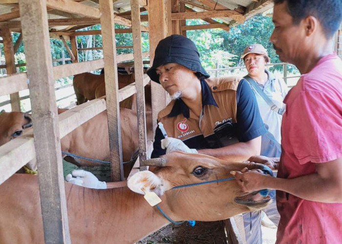 Mesuji Distribusikan 28 Sapi Kurban pada Hari Raya Idul Adha 2024, Ini Perkiraan Tanggalnya